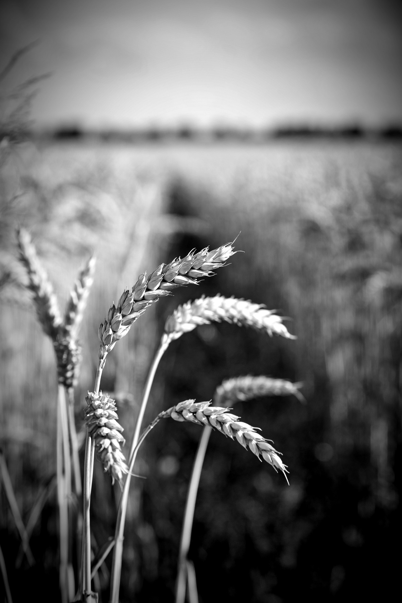 field with spikelets close up background with wheat spikelets 1