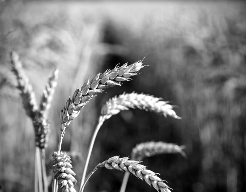 field-with-spikelets-close-up-background-with-wheat-spikelets-1